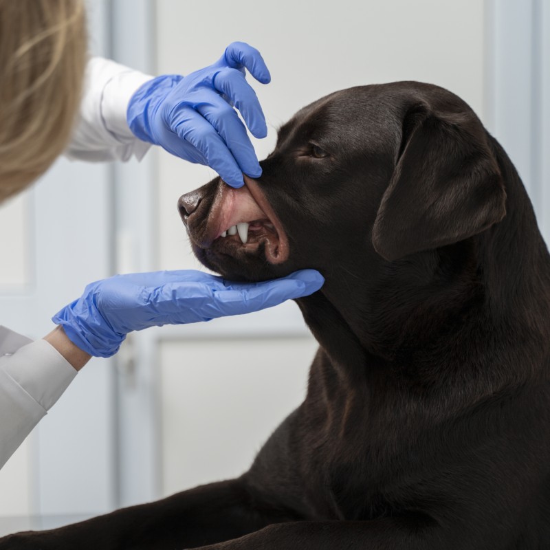 Pet Dentistry Page vet checking dog teeth