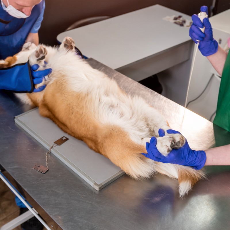 Pet Laser Surgery Page dog on back on vet table