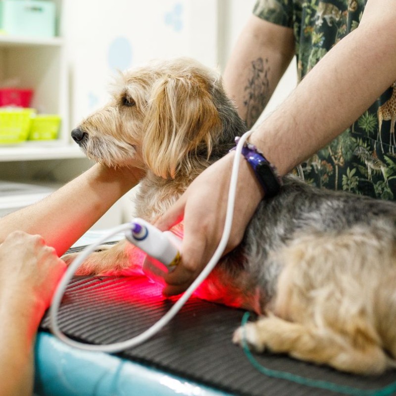 Pet Laser Therapy Page dog being held by vet