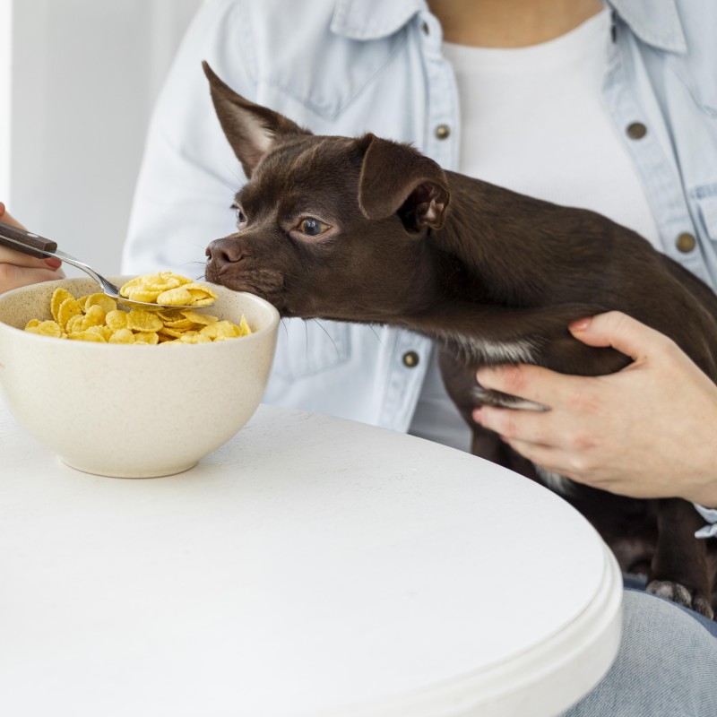 Pet Nutritional Consultation dog sniffing owner's cereal